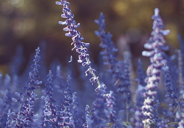 Japanese landscape view