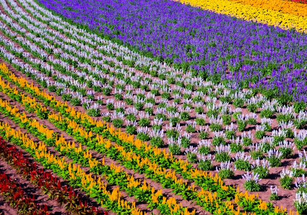 Traditional Japanese house exterior