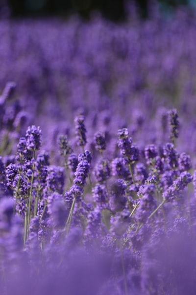 Japanese garden with cherry blossoms