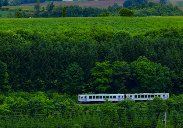 Japanese garden pathway